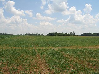 Property photo 3 - 180+/- Acres offered in 2 Tracts Land Auction, Highly Productive Tillable Cropland